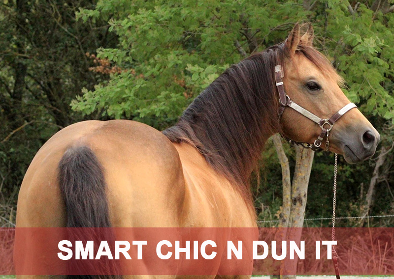 SMART CHIC N DUN IT, QUARTER HORSE, STALLION, MB STABLE