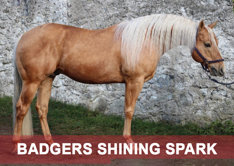 BADGERS-SHINING-SPARK, AQHA, PALOMINO