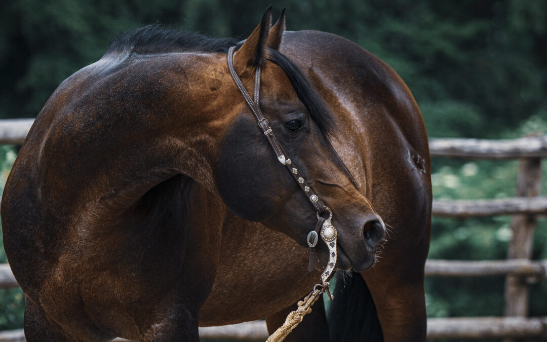 stallion district, quarter horse, elevage, promotion saillie
