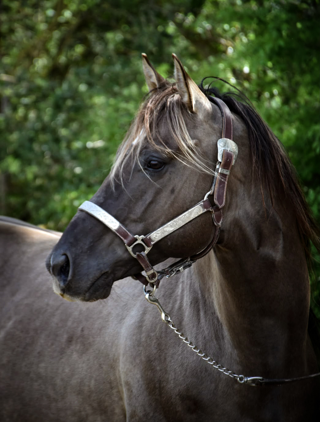 KJ BOGIE MAC HAYES, STALLION, ETALON, AQHA
